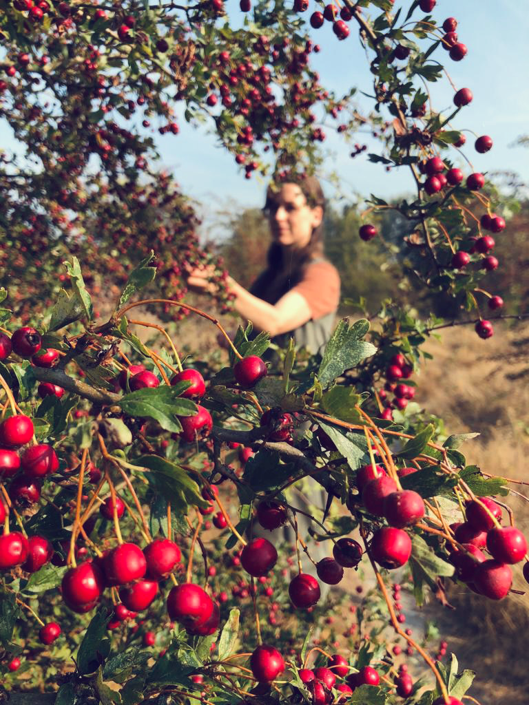 An artistic photo of Rosa picking hawthorn berries. the hawnthorn tree is focused in the foreground and rosa is out of focus in the background