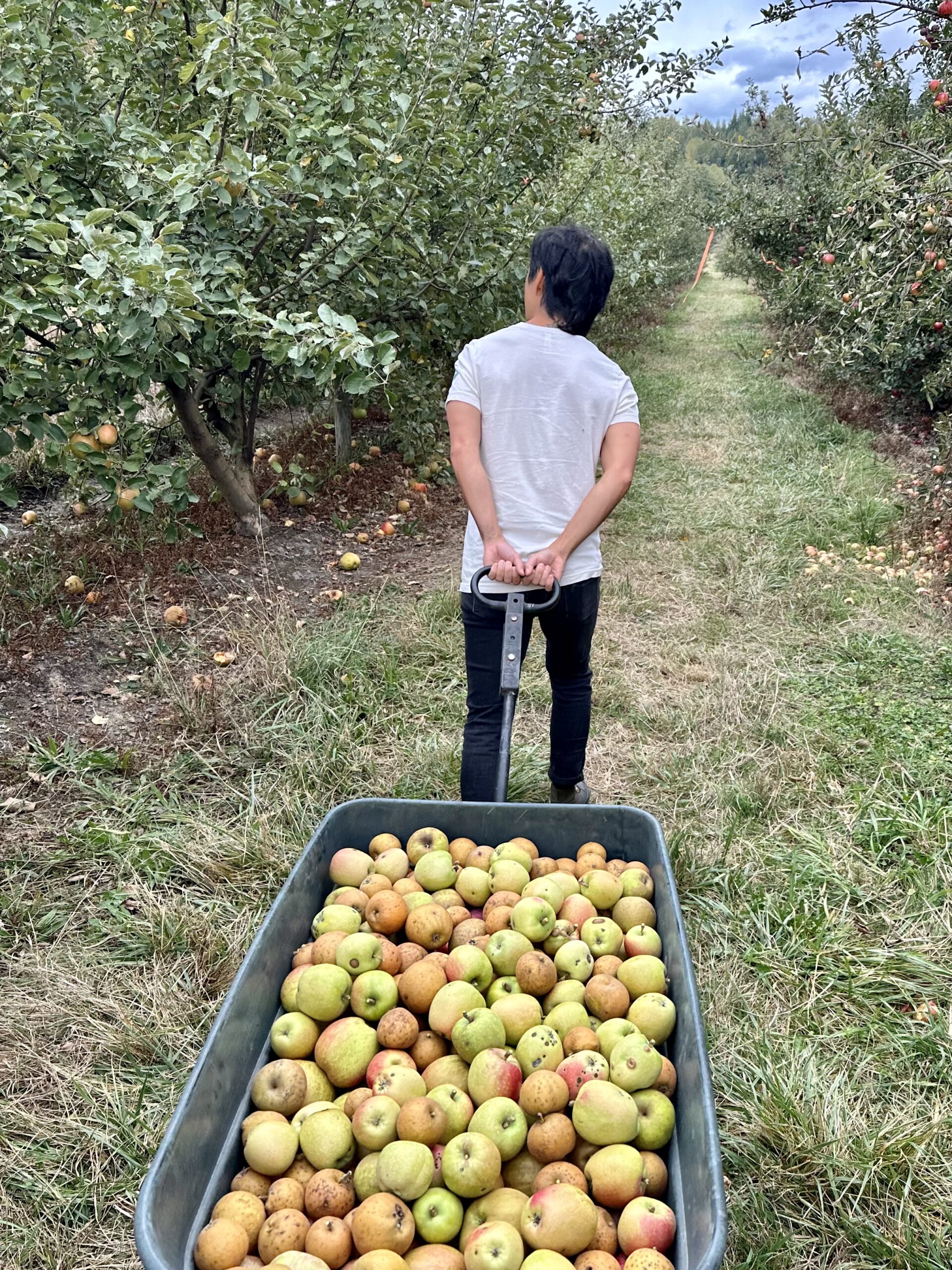 Howard walking through an orchard pulling a wagon full of apples